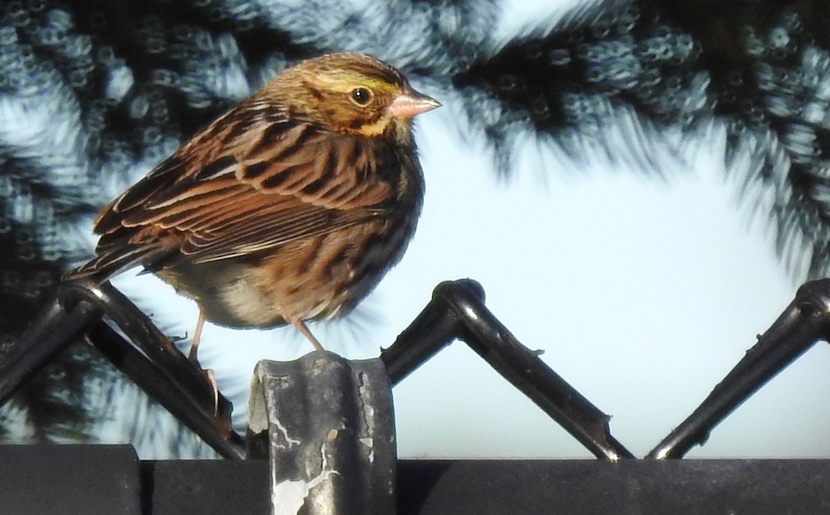 Savannah Sparrow - Mary  McMahon