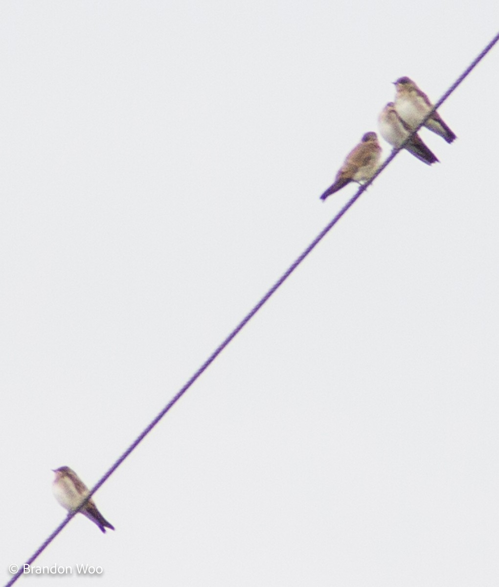 Northern Rough-winged Swallow - ML276865381