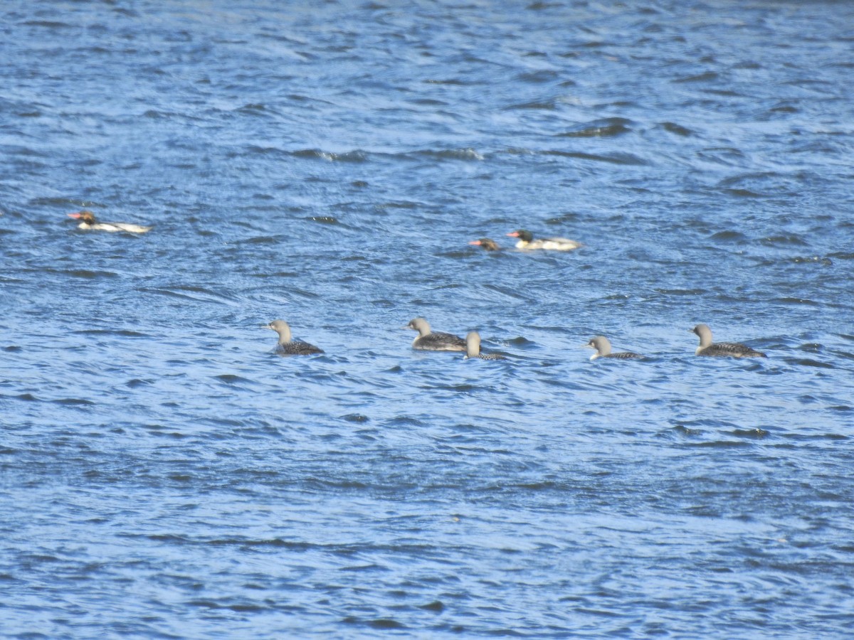 Pacific Loon - ML276867581