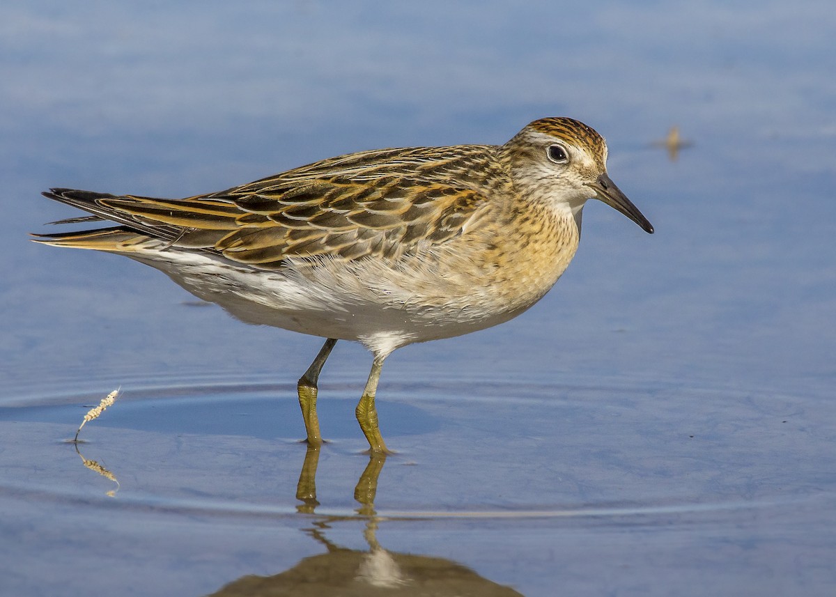 Sharp-tailed Sandpiper - ML276867701