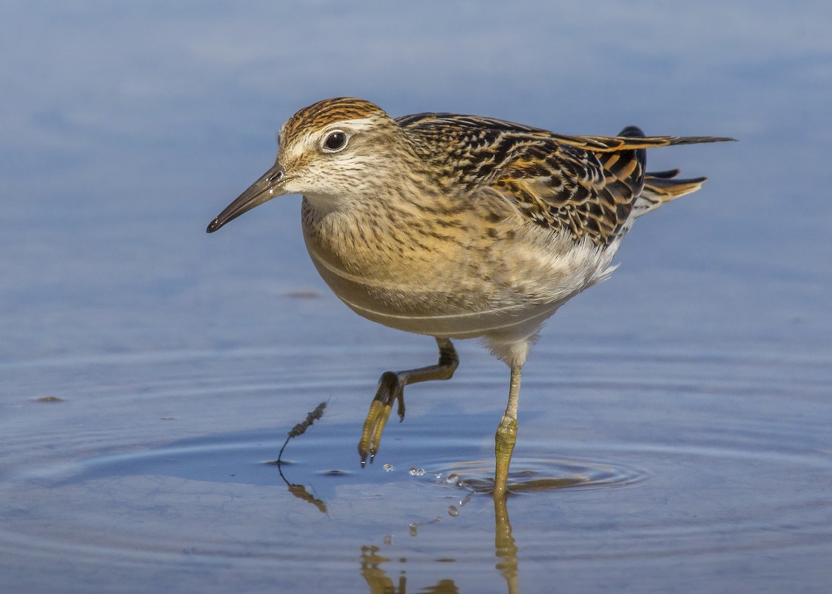 Sharp-tailed Sandpiper - ML276867851