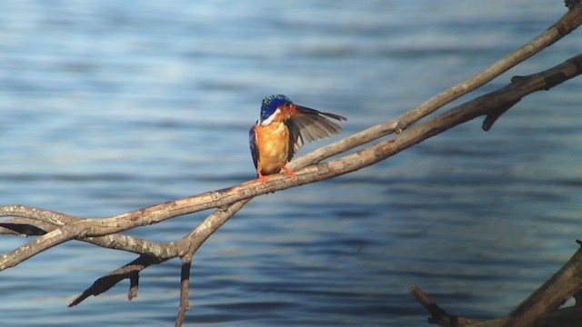 Martin-pêcheur vintsi - ML276867931