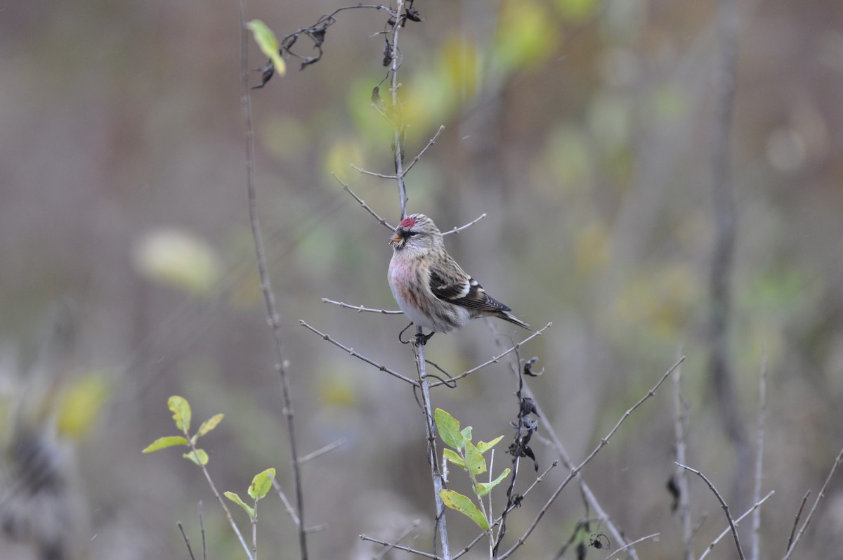 Redpoll (Common) - Tim Schadel