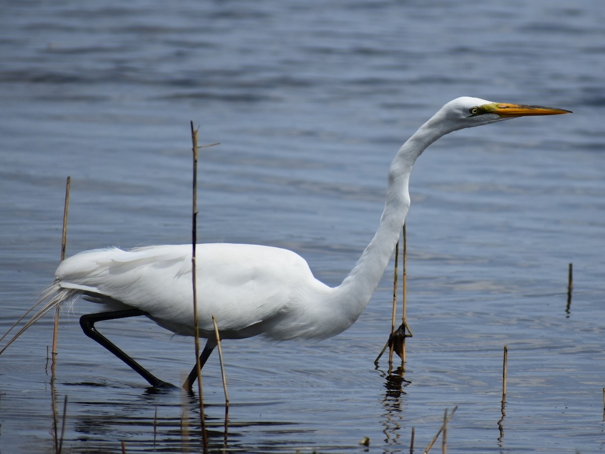 Great Egret - Tyler Ekholm