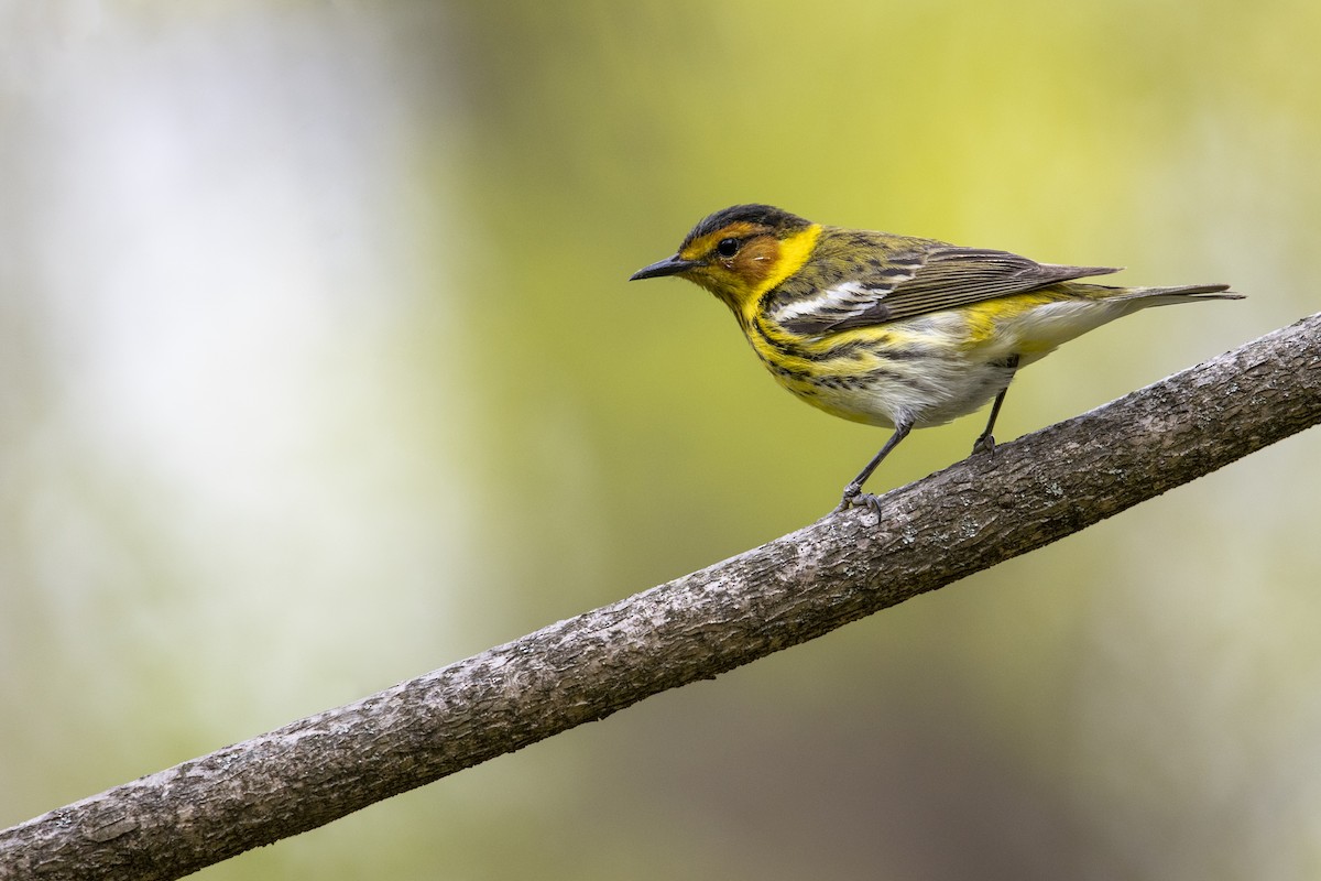 Cape May Warbler - Michael Stubblefield