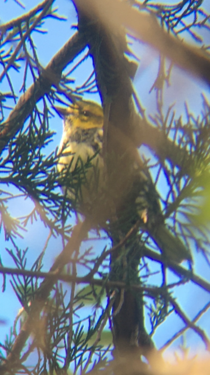 Black-throated Green Warbler - ML276872631