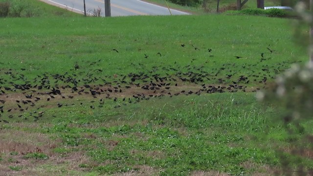 Brown-headed Cowbird - ML276872691