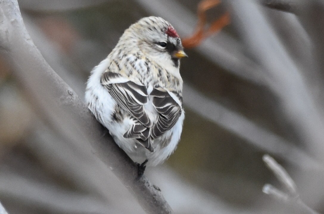 Redpoll (Hoary) - Shirley Chambers