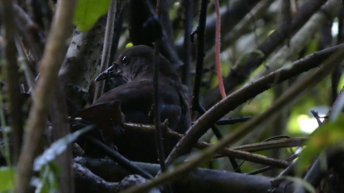 eBird Checklist - 2 Nov 2020 - Laguna Hule - 37 species