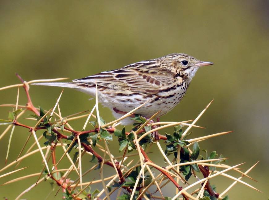 Correndera Pipit - ML276873281