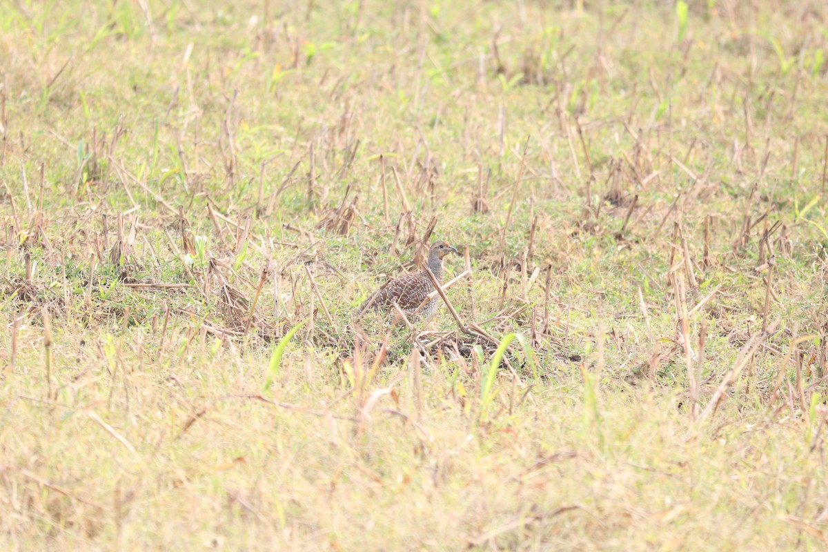 Gray Francolin - ML276873981