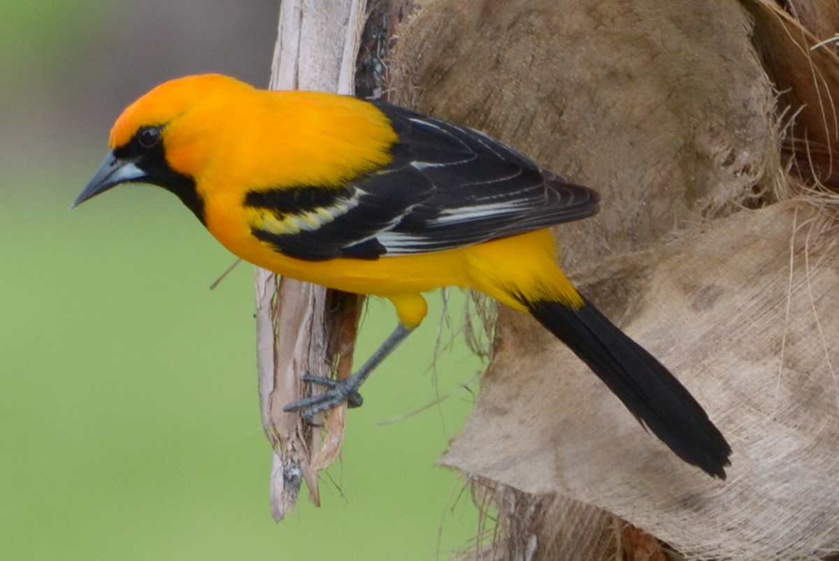Orange Oriole - Rick Robb