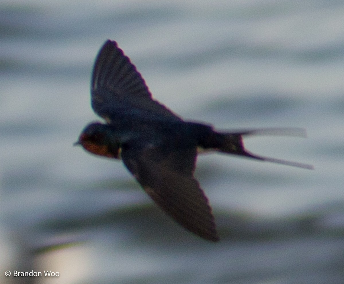 Barn Swallow - ML276877251