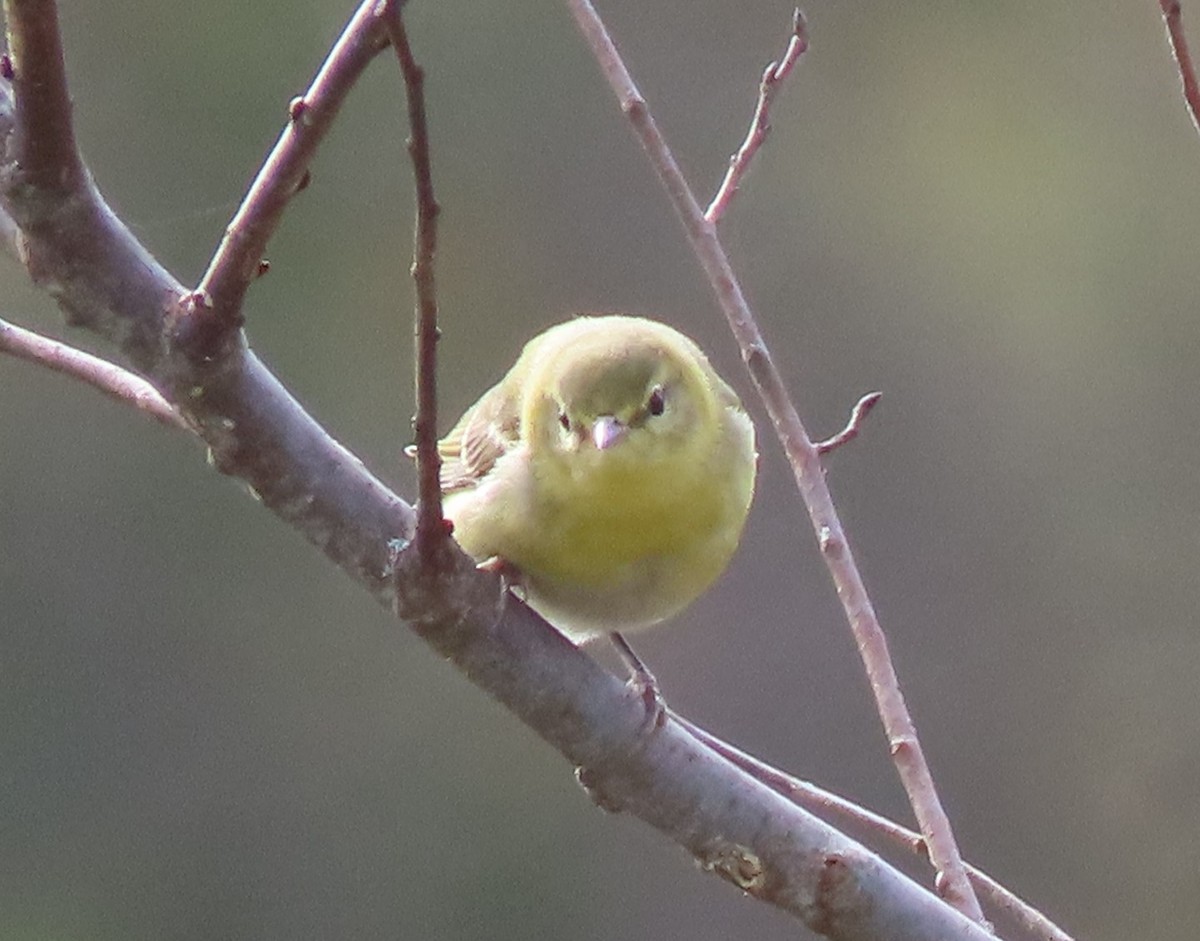 Tennessee Warbler - ML276879701