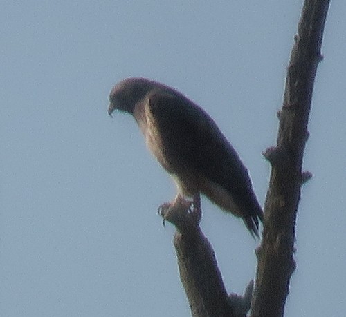 Red-tailed Hawk - Marlowe Kissinger