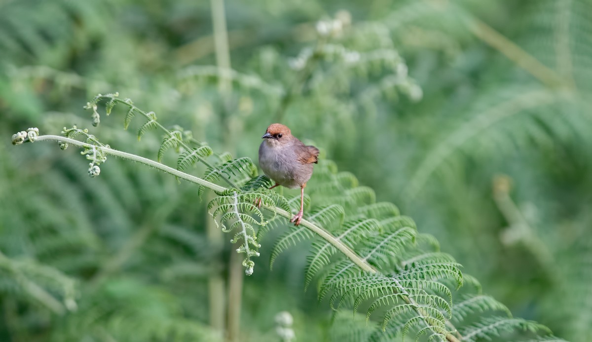 Chubb's Cisticola - ML276882261