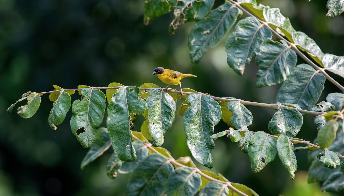 Baglafecht Weaver - ML276882321