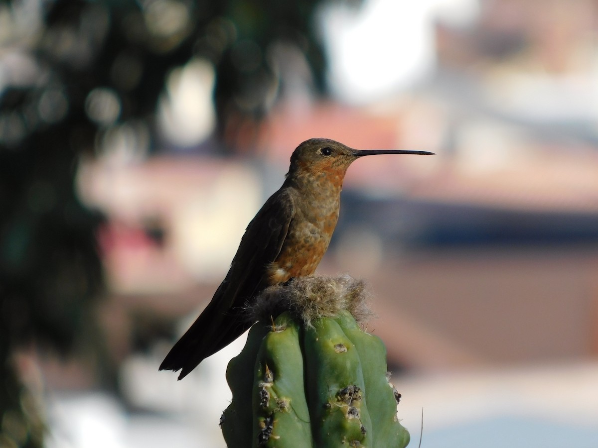 Colibrí Gigante - ML276884431