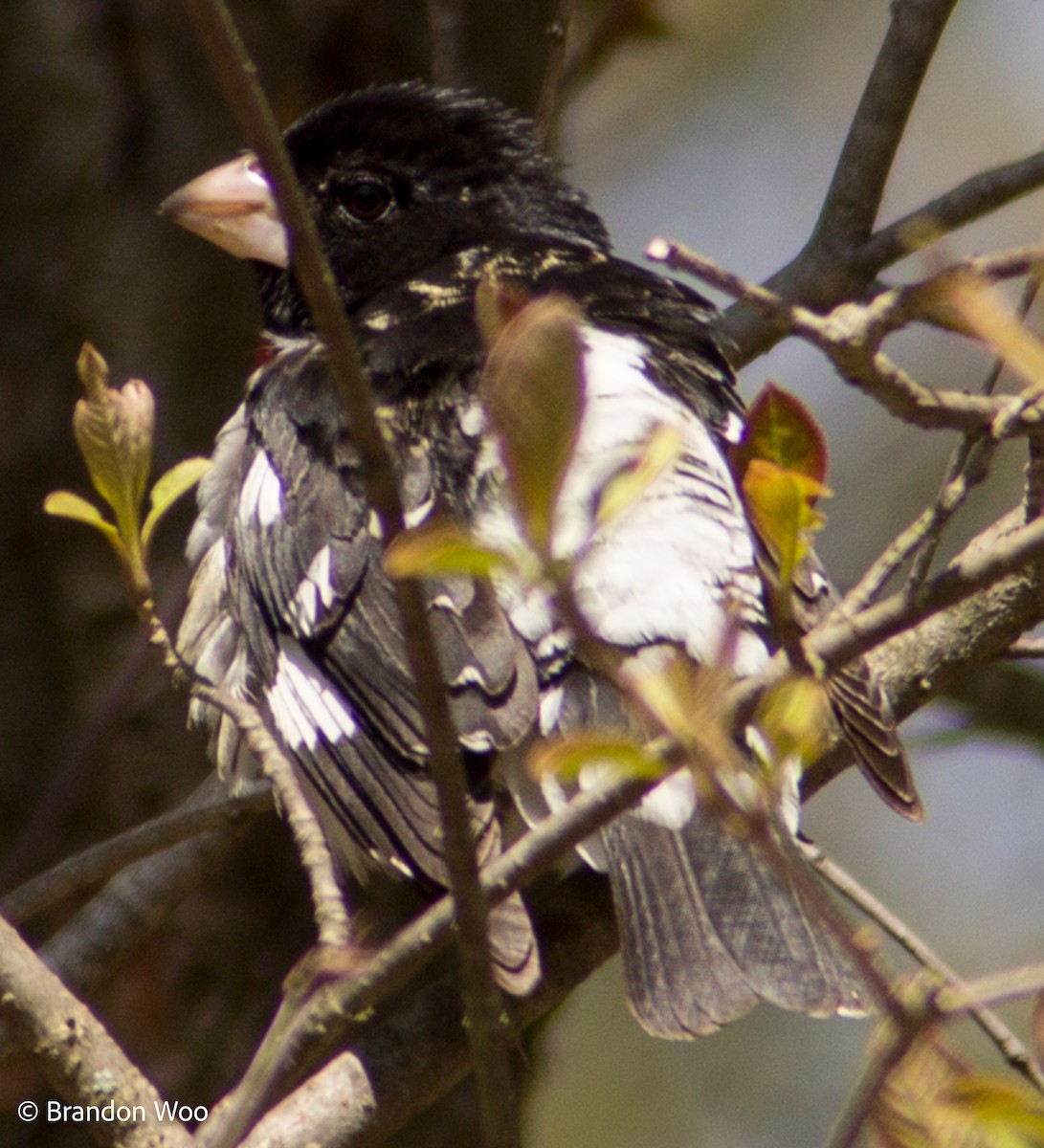 Rose-breasted Grosbeak - Brandon Woo