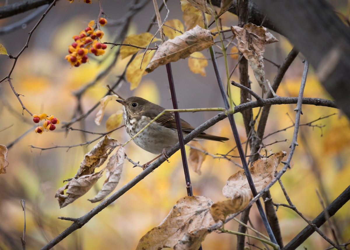 Hermit Thrush - Logan Parker