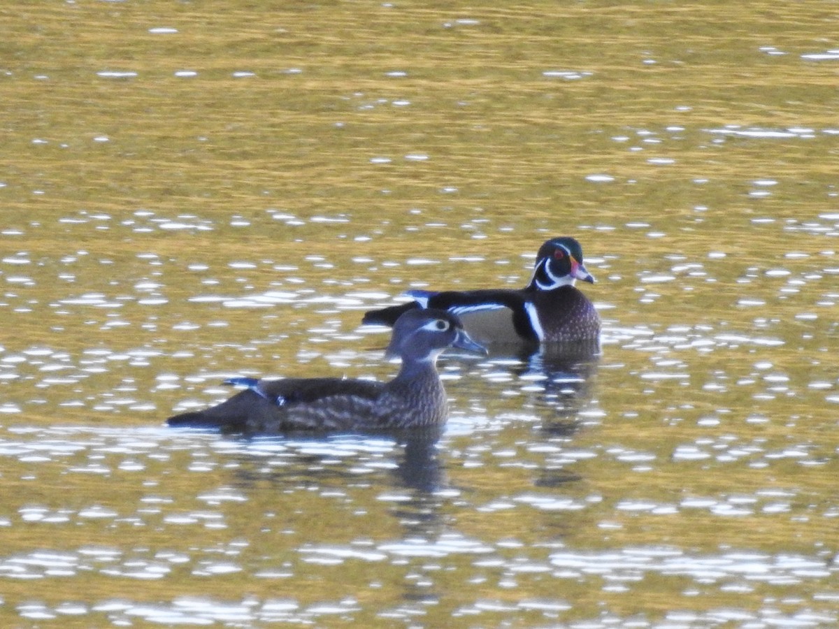 Wood Duck - ML276886041