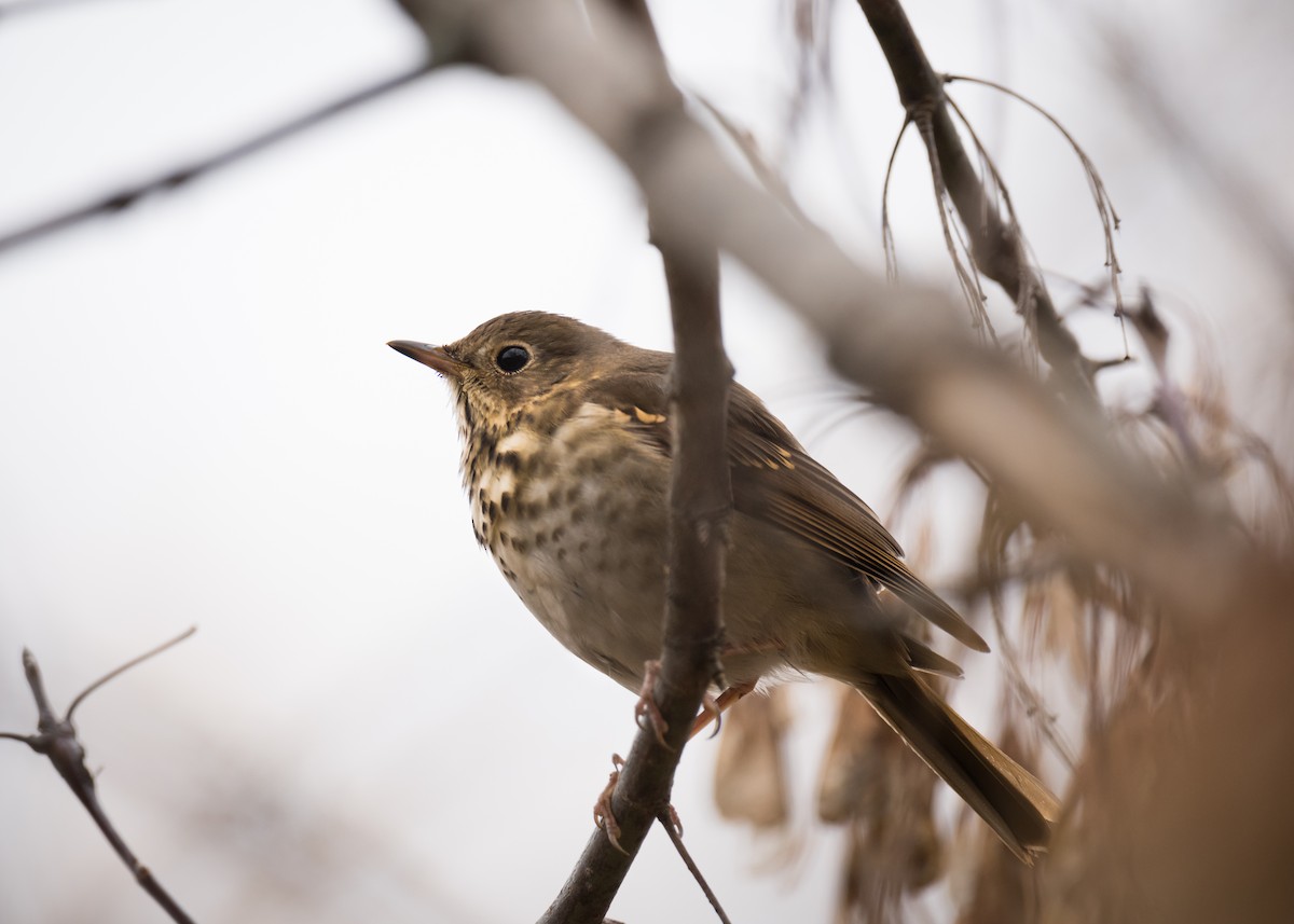 Hermit Thrush - ML276886781