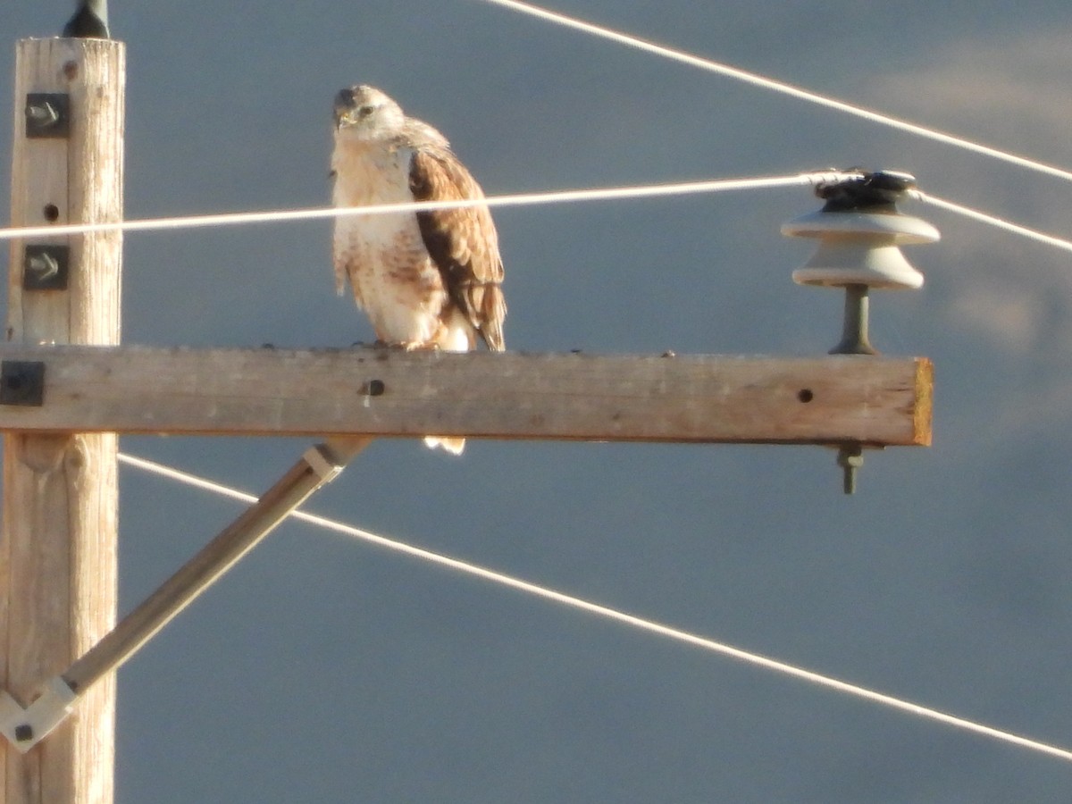 Ferruginous Hawk - ML276889681