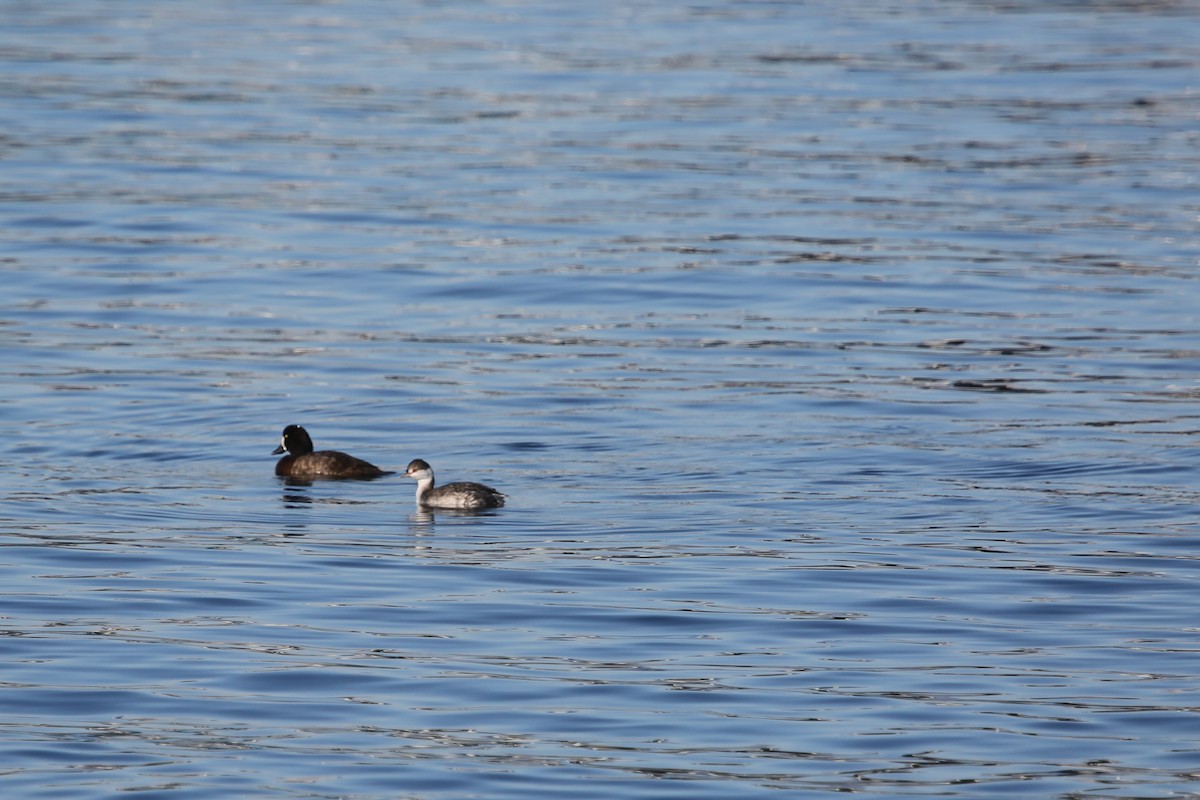 Horned Grebe - ML276890871