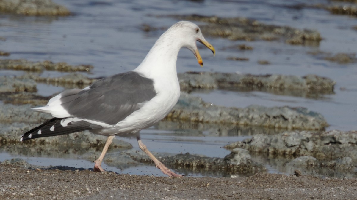 Gaviota Occidental - ML276891881