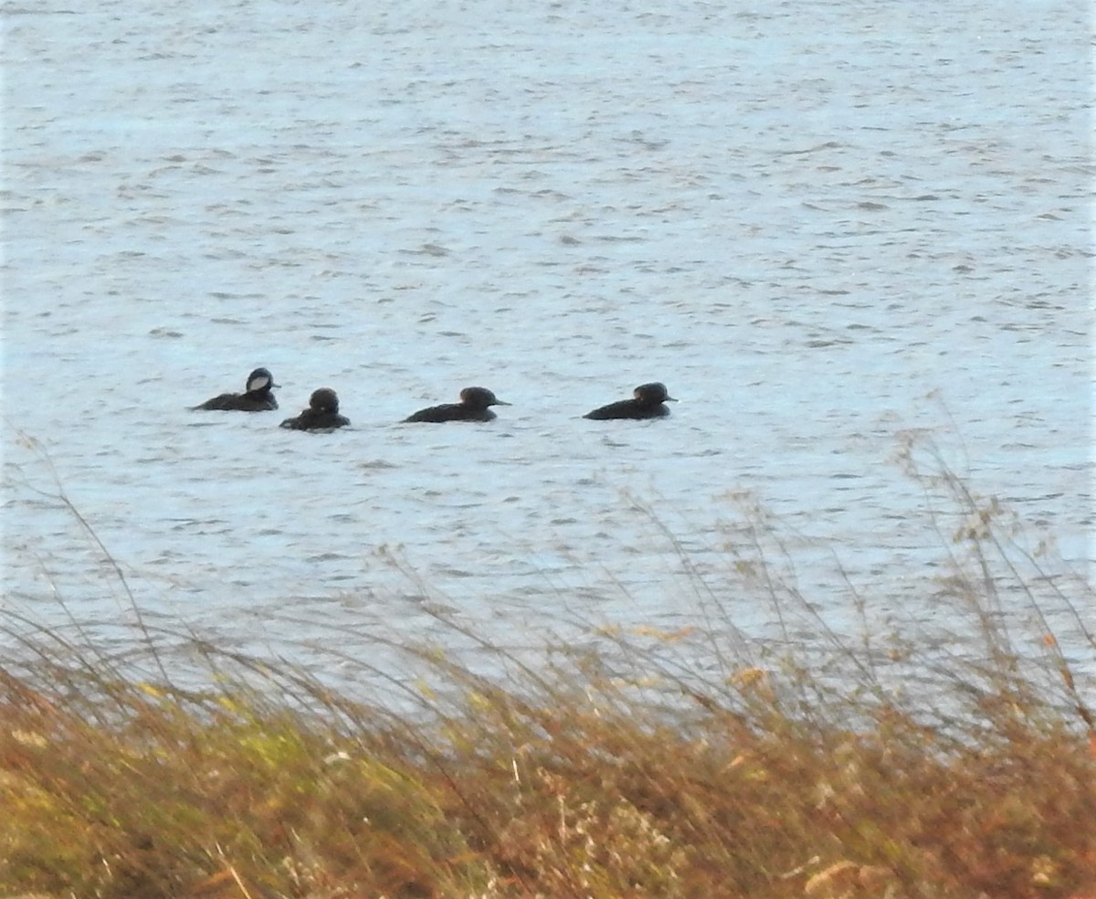 Hooded Merganser - ML276893861