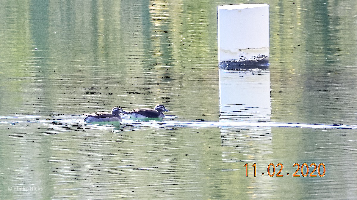 Long-tailed Duck - Phillip and Patsy Hicks