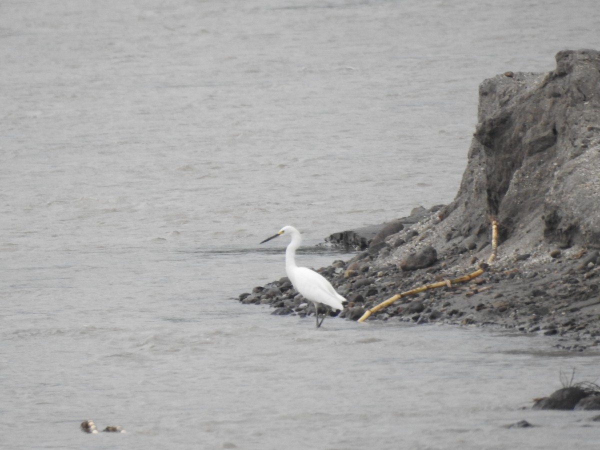 Snowy Egret - ML276895701