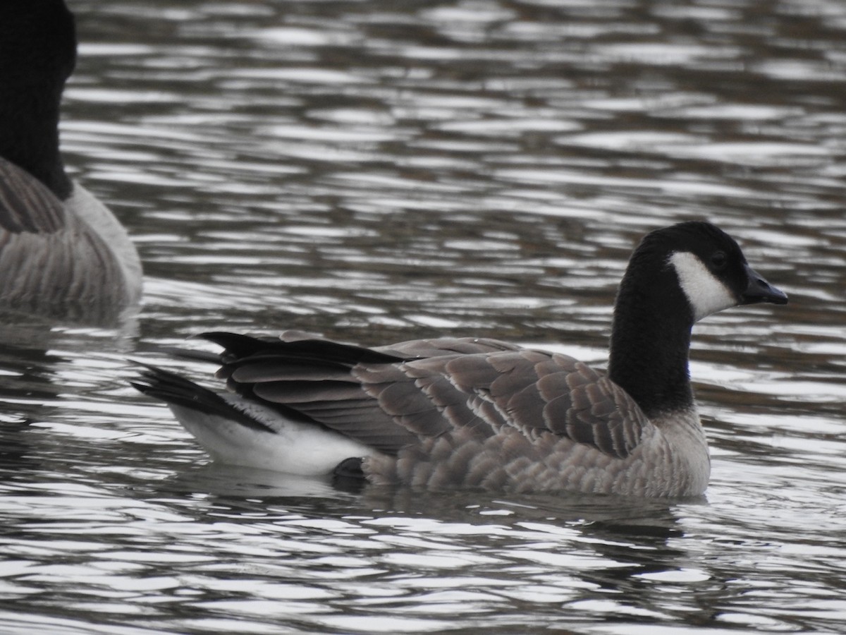 Cackling Goose - ML276897431