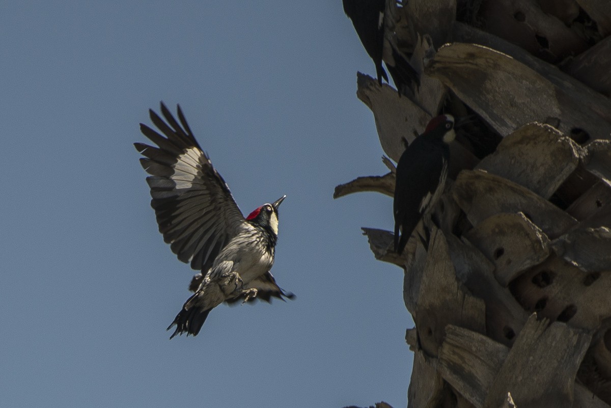 Acorn Woodpecker - ML27689831