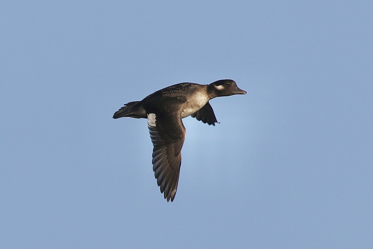 Bufflehead - Russ Morgan