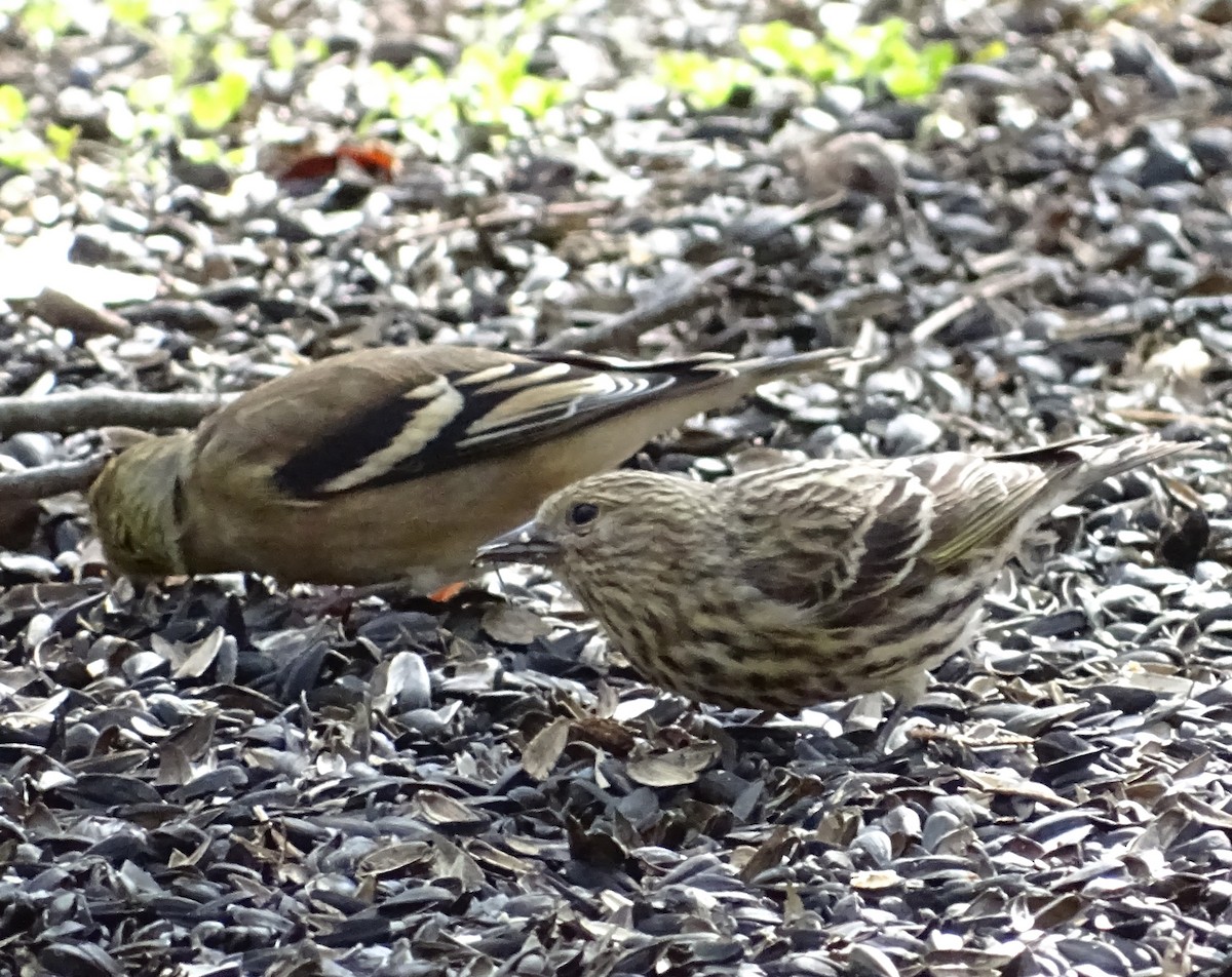 Pine Siskin - ML276900961