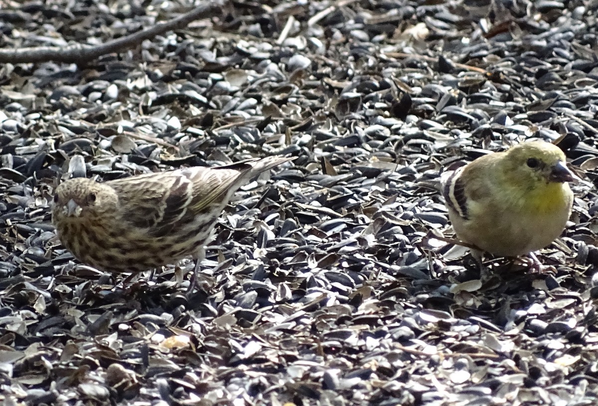 Pine Siskin - ML276900971
