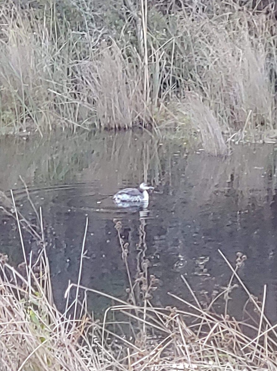 Horned Grebe - ML276904431