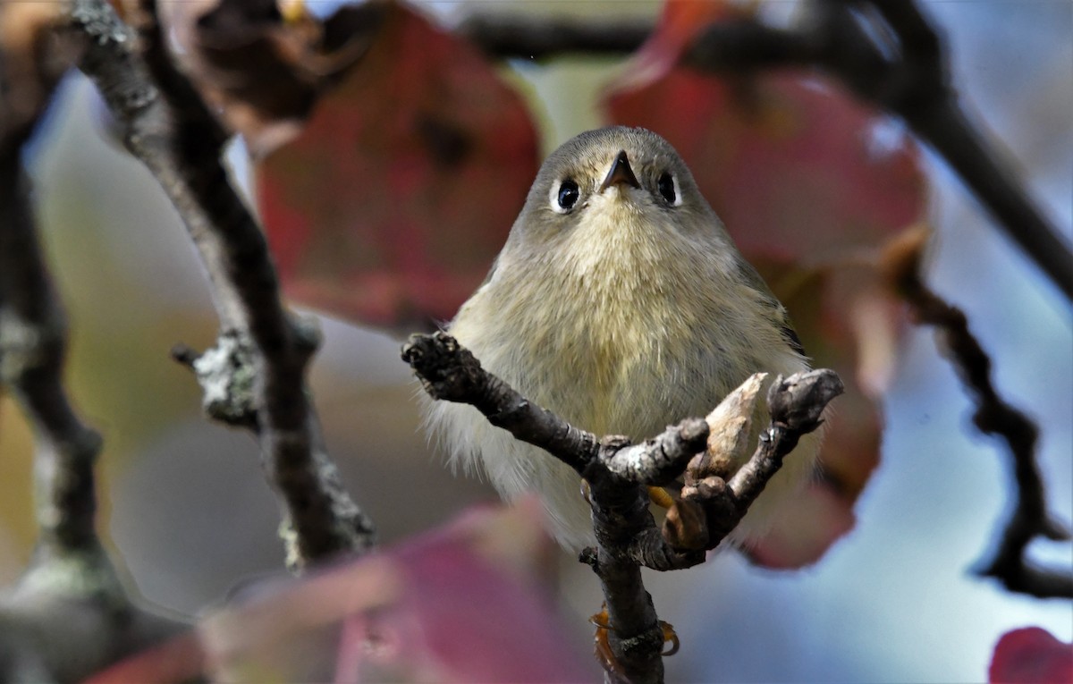Ruby-crowned Kinglet - ML276904631