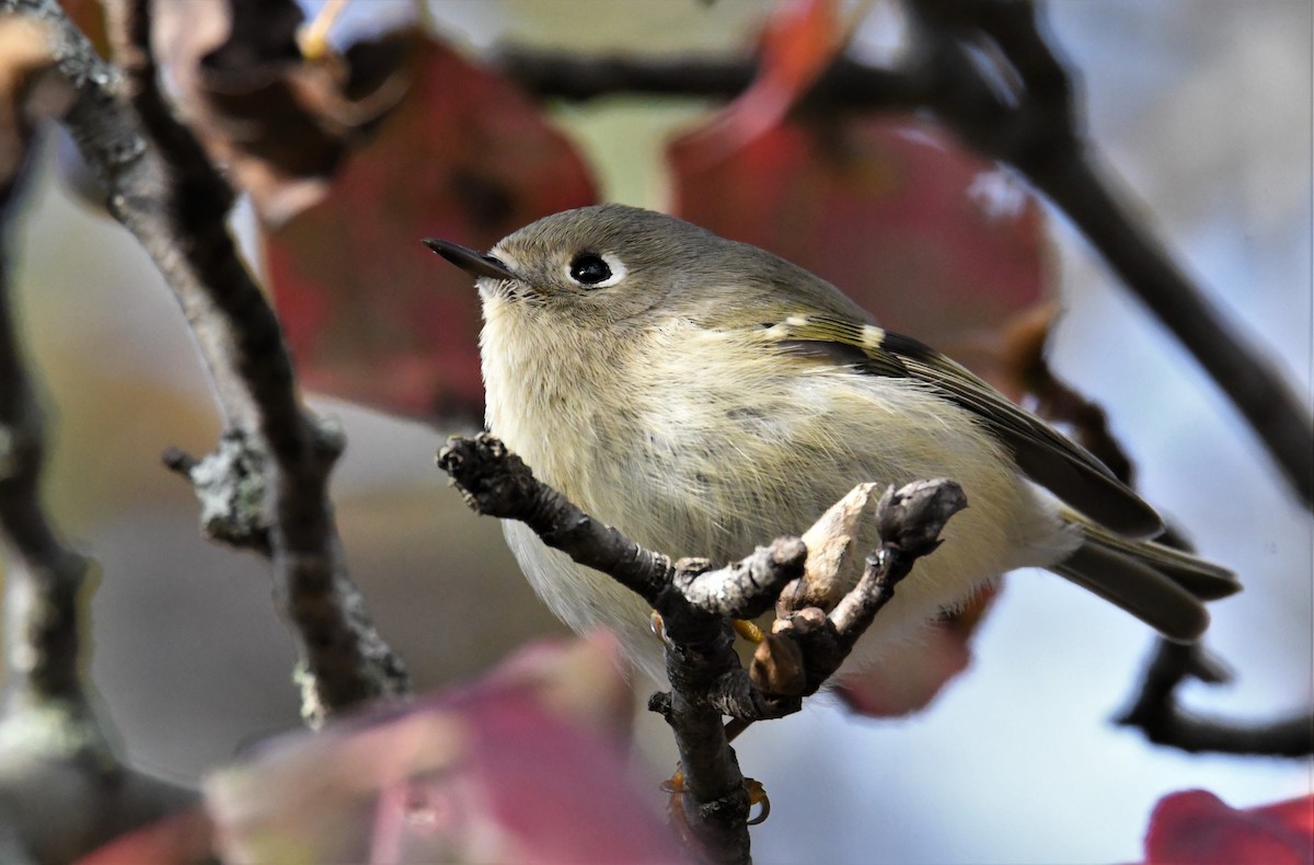 Ruby-crowned Kinglet - ML276904661