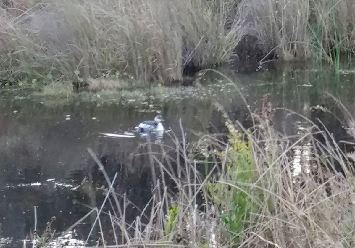 Horned Grebe - ML276904851