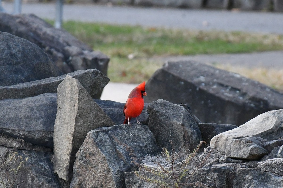 Northern Cardinal - ML276905881