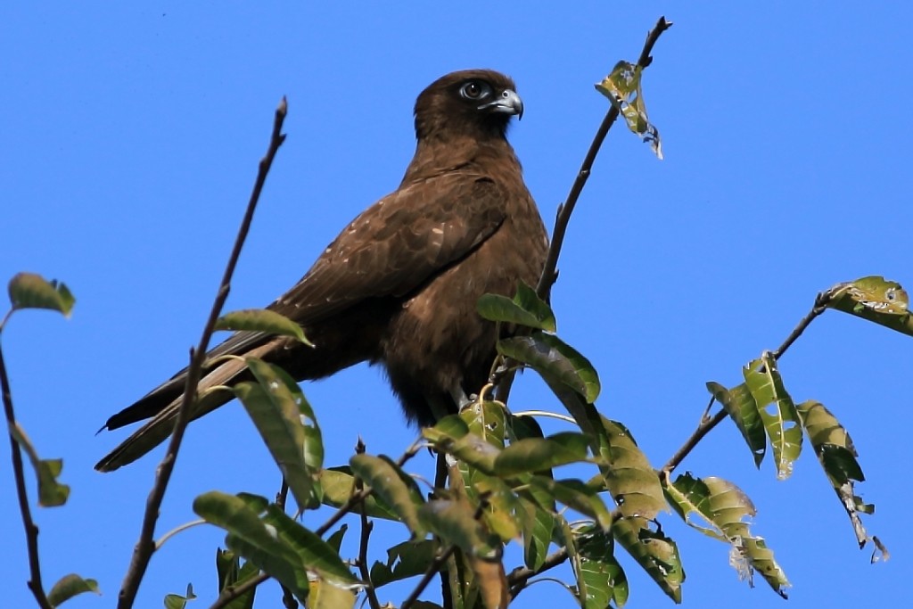 Brown Falcon - ML276907981