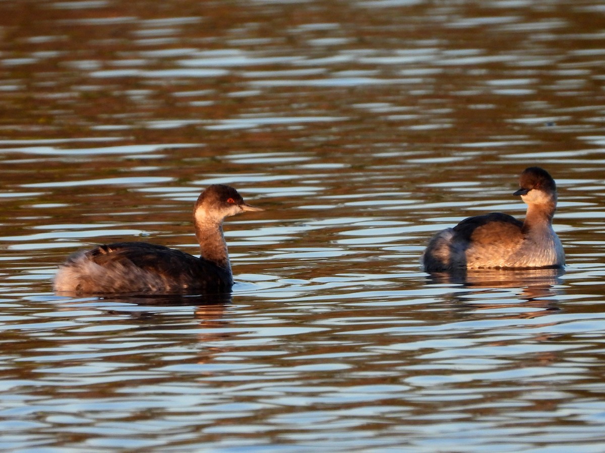 Eared Grebe - Nurit Katz