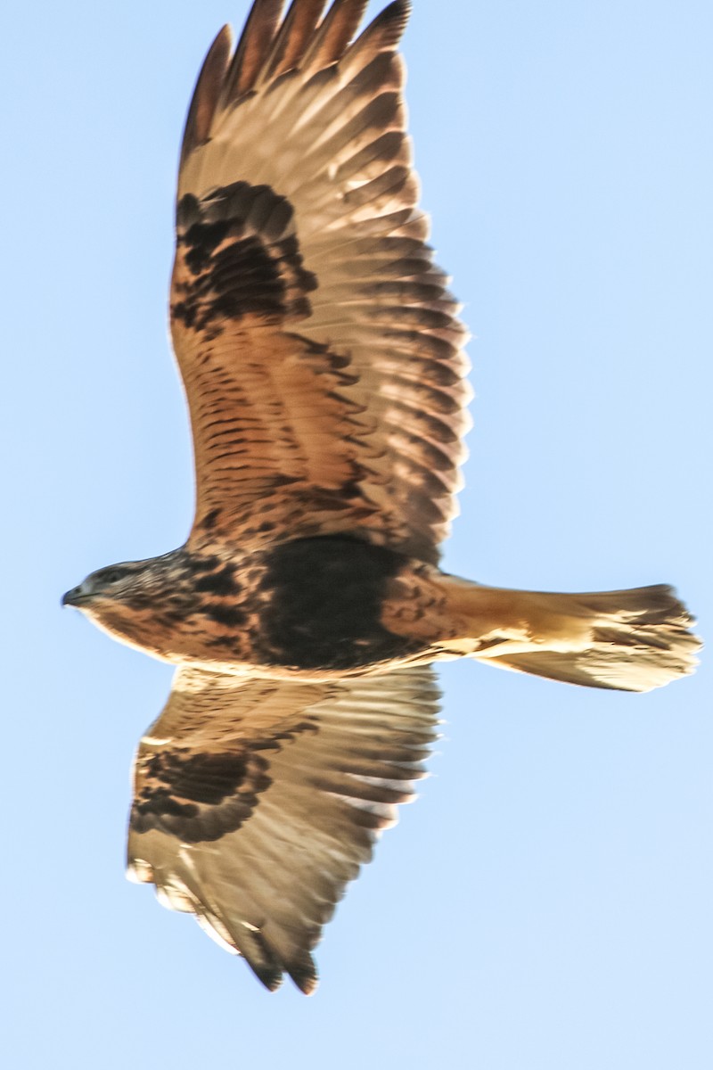 Rough-legged Hawk - ML276912121