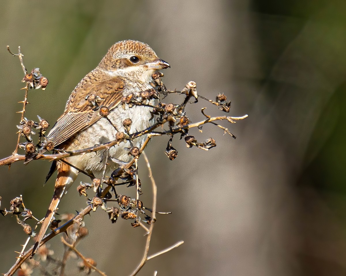 Red-backed Shrike - ML276912411