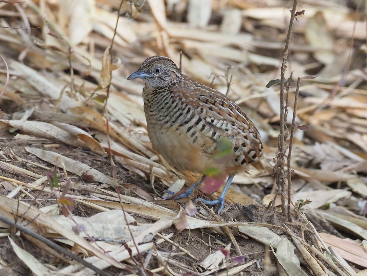 Barred Buttonquail - ML276912471