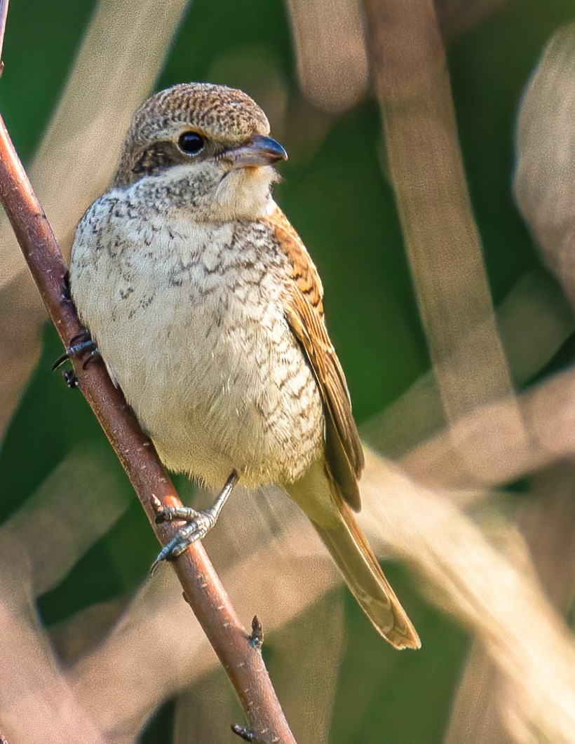 Red-backed Shrike - ML276912481