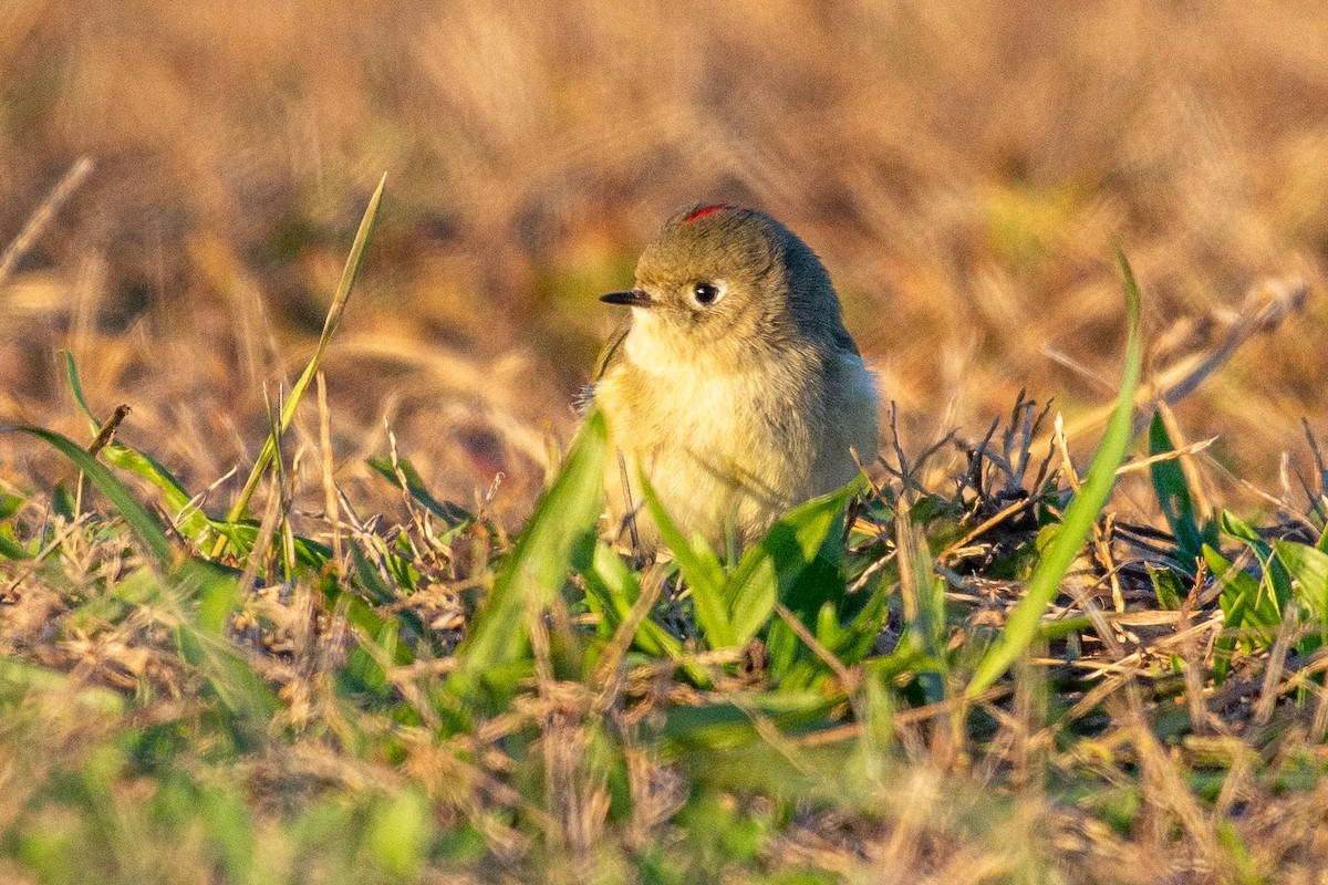 Ruby-crowned Kinglet - ML276914181