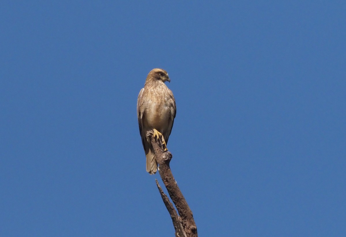 White-eyed Buzzard - Stephan Lorenz